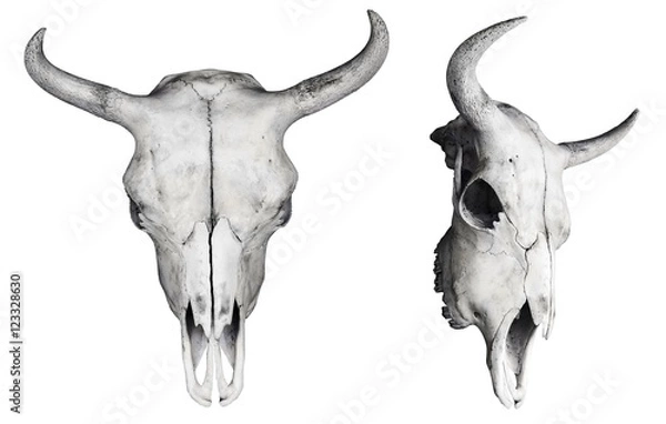 Obraz Bison skull isolated on white. Front and side view