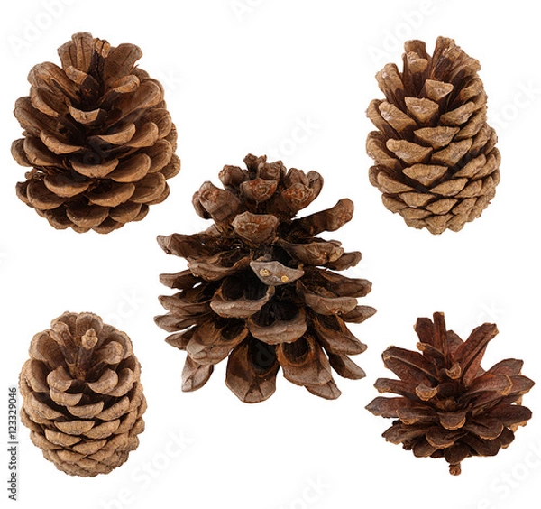 Obraz Set of cones of coniferous trees