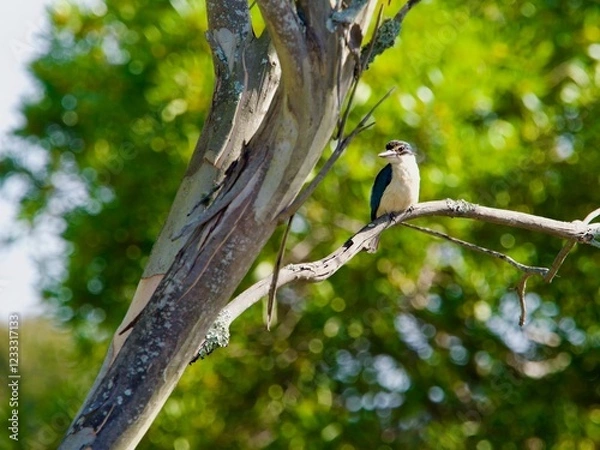 Fototapeta A Sacred Kingfisher in New Zealand is perched on a branch
