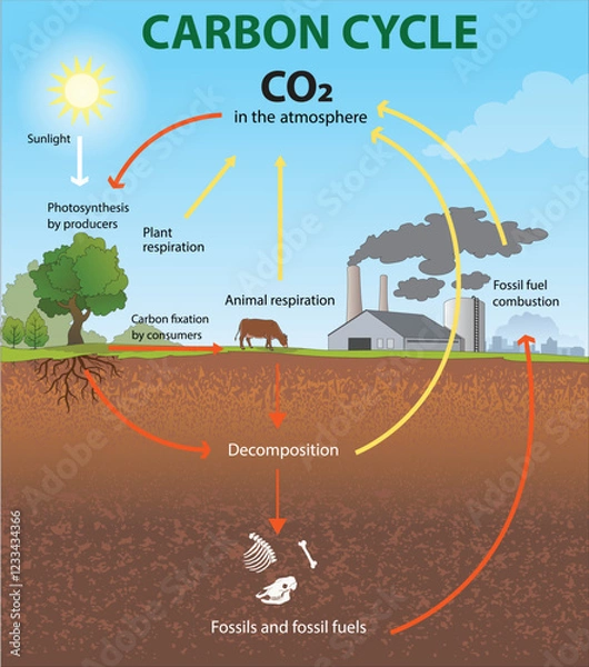 Fototapeta illustration of carbon cycle diagram