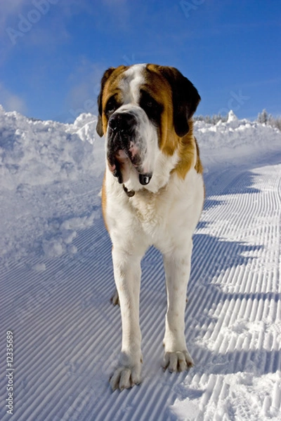 Obraz Bernhardiner im Winter