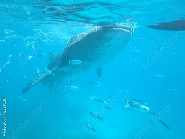 Fototapeta ジンベエザメ