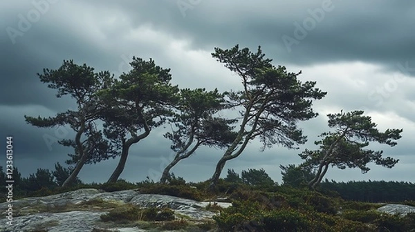 Fototapeta A group of windswept trees against a dramatic sky, highlighting nature's resilience.