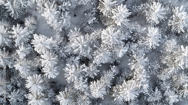 Fototapeta Aerial view of snow-covered pine trees creating a winter landscape.