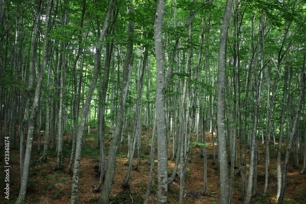 Obraz 夏の美人林