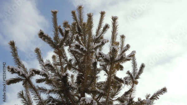 Fototapeta branches of a tree