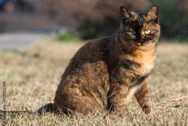 Obraz 振り向く猫