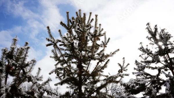 Fototapeta branches of a tree against the sky