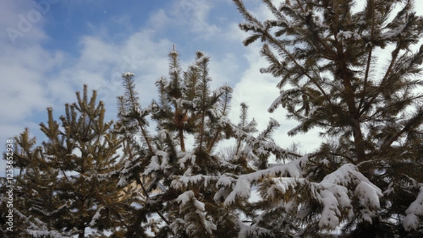 Fototapeta snow covered branches