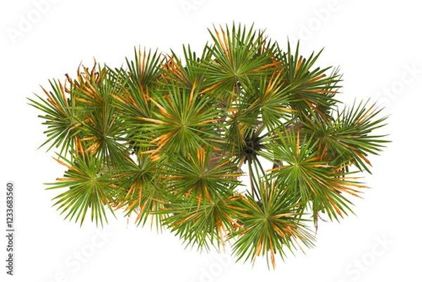 Obraz top view palm Tree isolated on transparent background. Isolated palm tree on white background. palm tree PNG. big old palm tree with green leaves on white background. palm tree leaves PNG transparent.