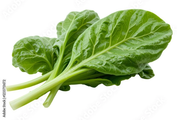 Obraz healthy spinach bunch isolated on white

