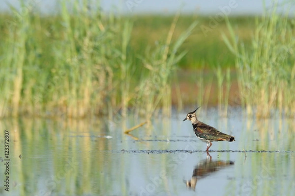 Obraz Reflected lapwing near reeds