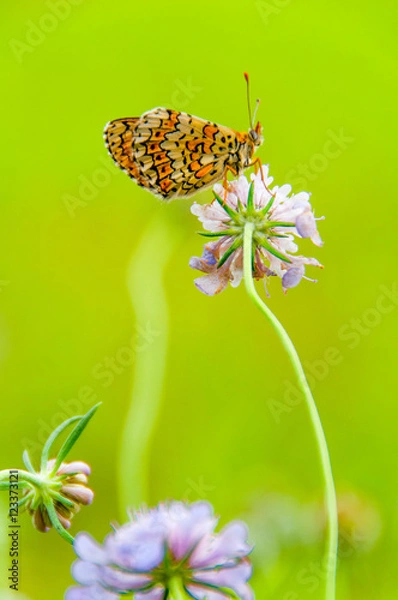 Obraz Papillon sur fleur et fond vert