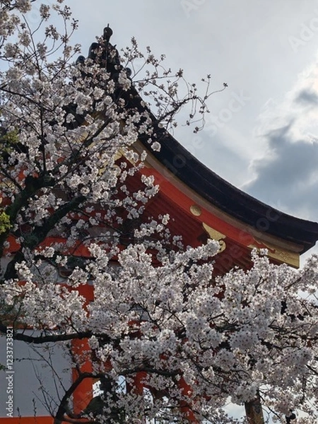 Obraz Cherry blossoms in full bloom at the entrance to the temple
