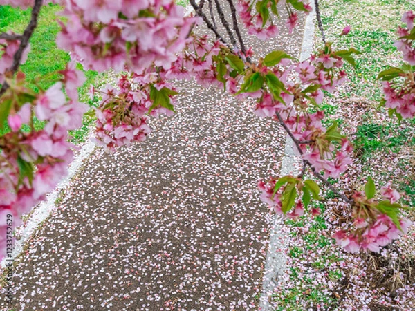 Obraz 早咲きの河津桜