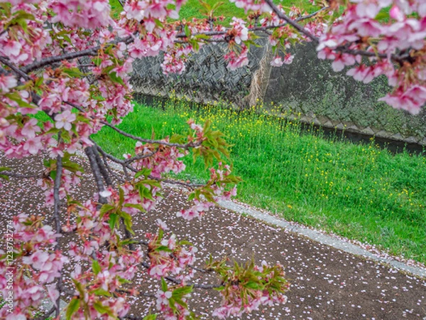 Obraz 早咲きの河津桜