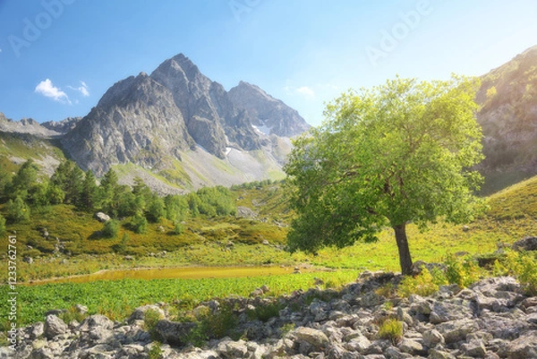 Obraz Nature landscape scecne of tree in mountain valley at day.
