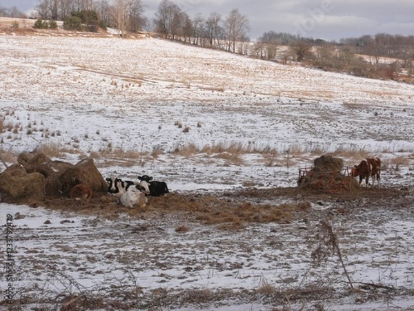 Fototapeta Cows in the snow in Upstate New York USA
