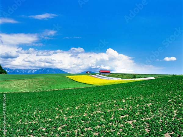Fototapeta 菜の花と小屋（美瑛町）