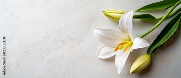 Fototapeta A delicate white lily with green buds, resting on a light background, symbolizing purity and elegance.