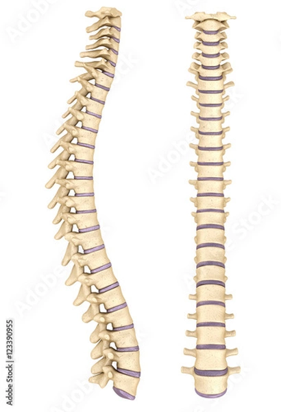 Obraz Spine anatomy , 3d render