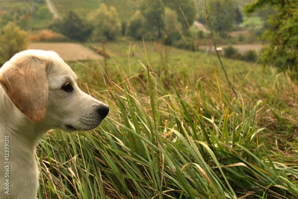 Fototapeta cane labrador