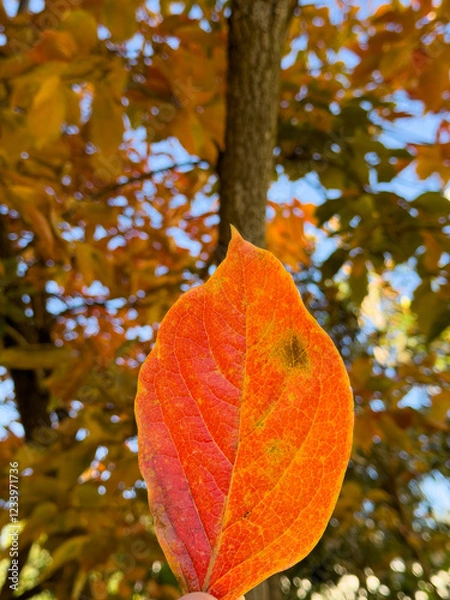 Obraz Vibrant Autumn Leaf Against Colorful Background