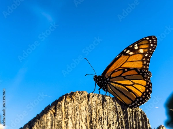 Obraz Close-Up of Monarch Butterfly Against Blue Sky, Silhouette of Monarch Butterfly Against Blue Sky