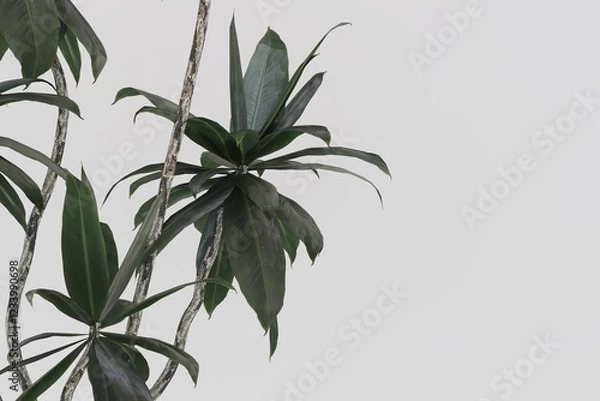 Obraz tree leaves nature on white background 3d