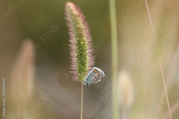 Obraz una farfalla licenide al tramonto