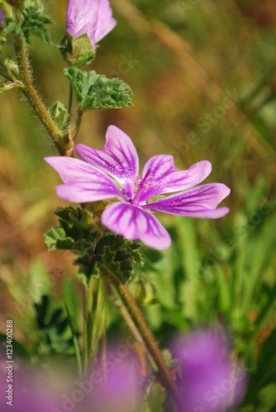 Fototapeta Pink flower