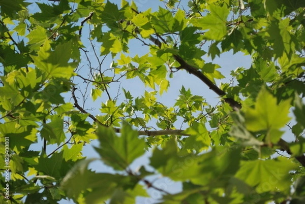 Fototapeta  Maple leaves
