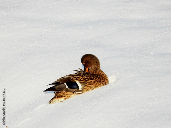 Fototapeta duck in snow