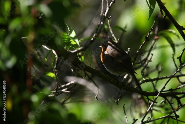 Obraz rouge-gorge en mai
