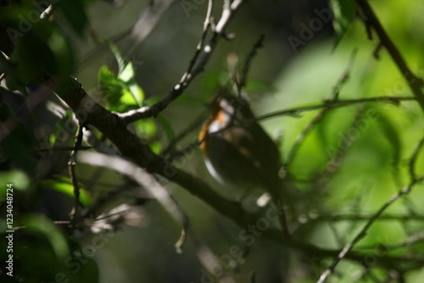 Obraz rouge-gorge en mai