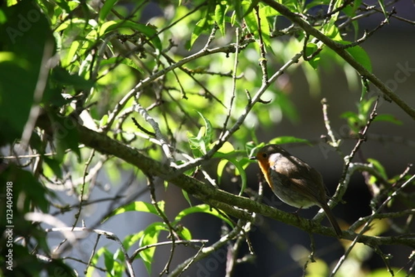 Obraz rouge-gorge en mai