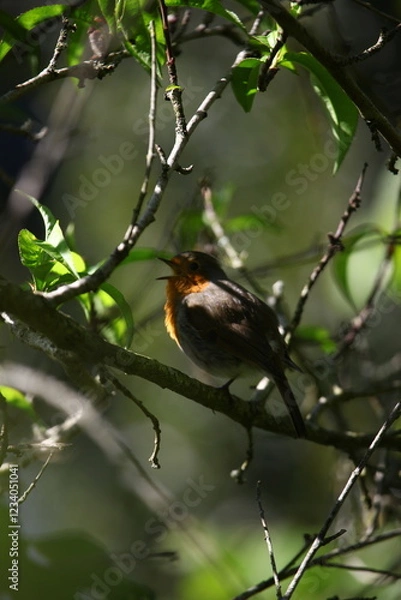 Obraz rouge-gorge en mai