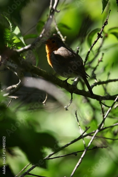 Obraz rouge-gorge en mai