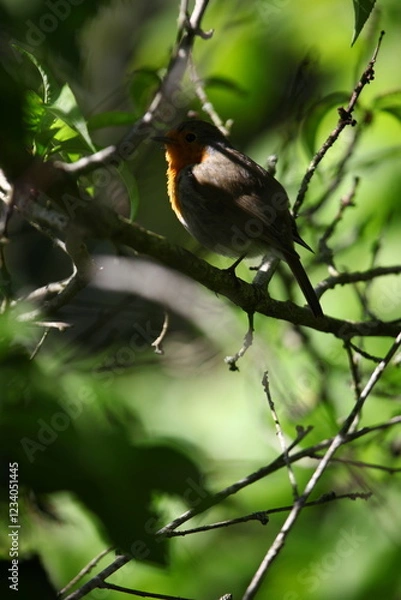 Obraz rouge-gorge en mai