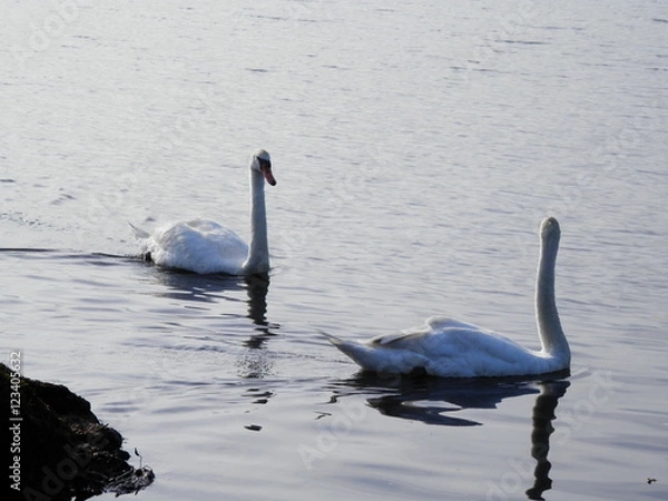 Fototapeta ２白鳥(ウトナイ湖)