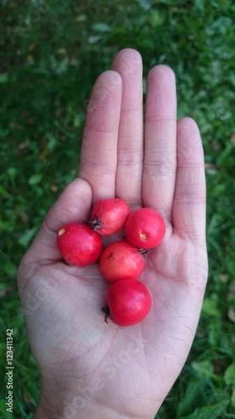 Fototapeta Плоды боярышника