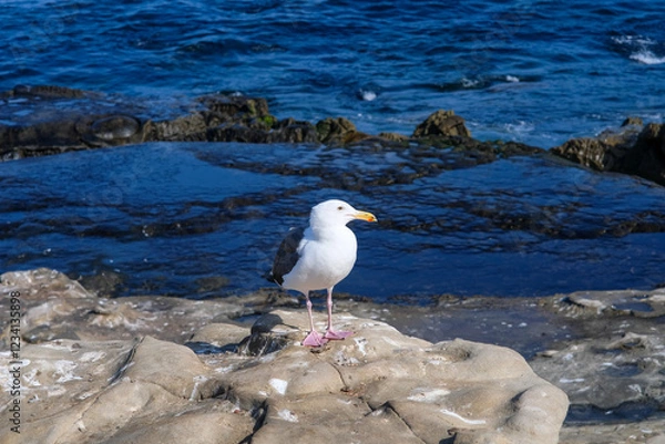 Fototapeta 海を背景にしたカモメの美しい佇まい