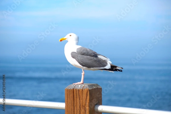 Fototapeta 海を背景にしたカモメの美しい佇まい