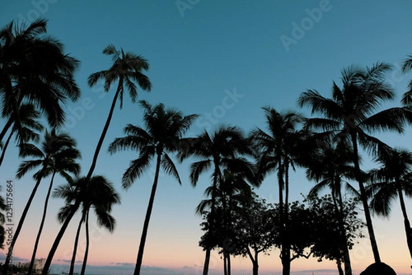 Fototapeta 夕暮れの空に映えるハワイのヤシの木