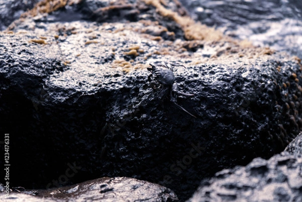 Fototapeta 岩場をよじ登る小さなカニ