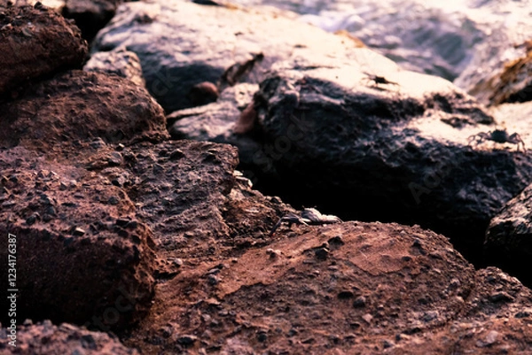 Fototapeta 岩の上を歩くカニと夕日の輝き
