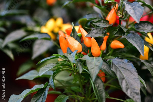 Obraz Orange and yellow hot peppers on a green background.
