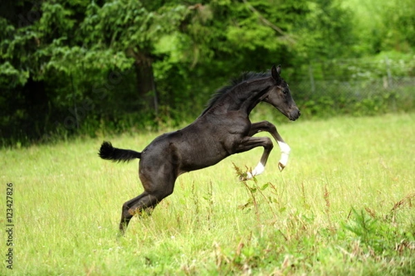 Obraz Springendes Fohlen