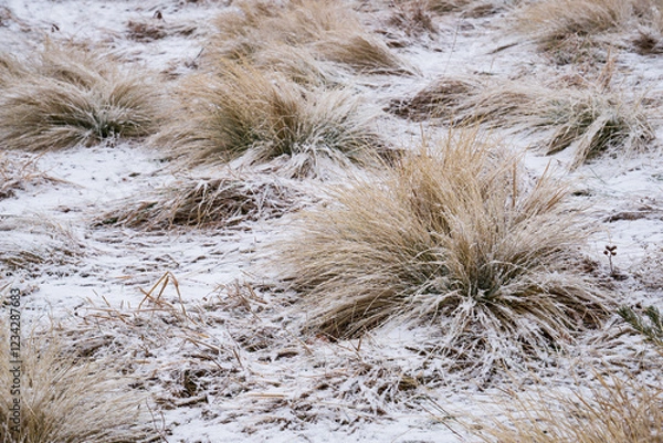 Obraz Grass in the snow and snow