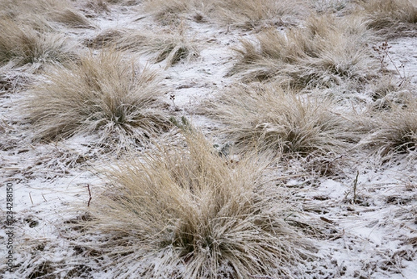Obraz Grass in the snow and snow